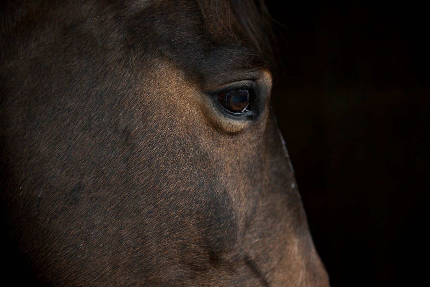 Animal Portraits: The Study of a Horse 1