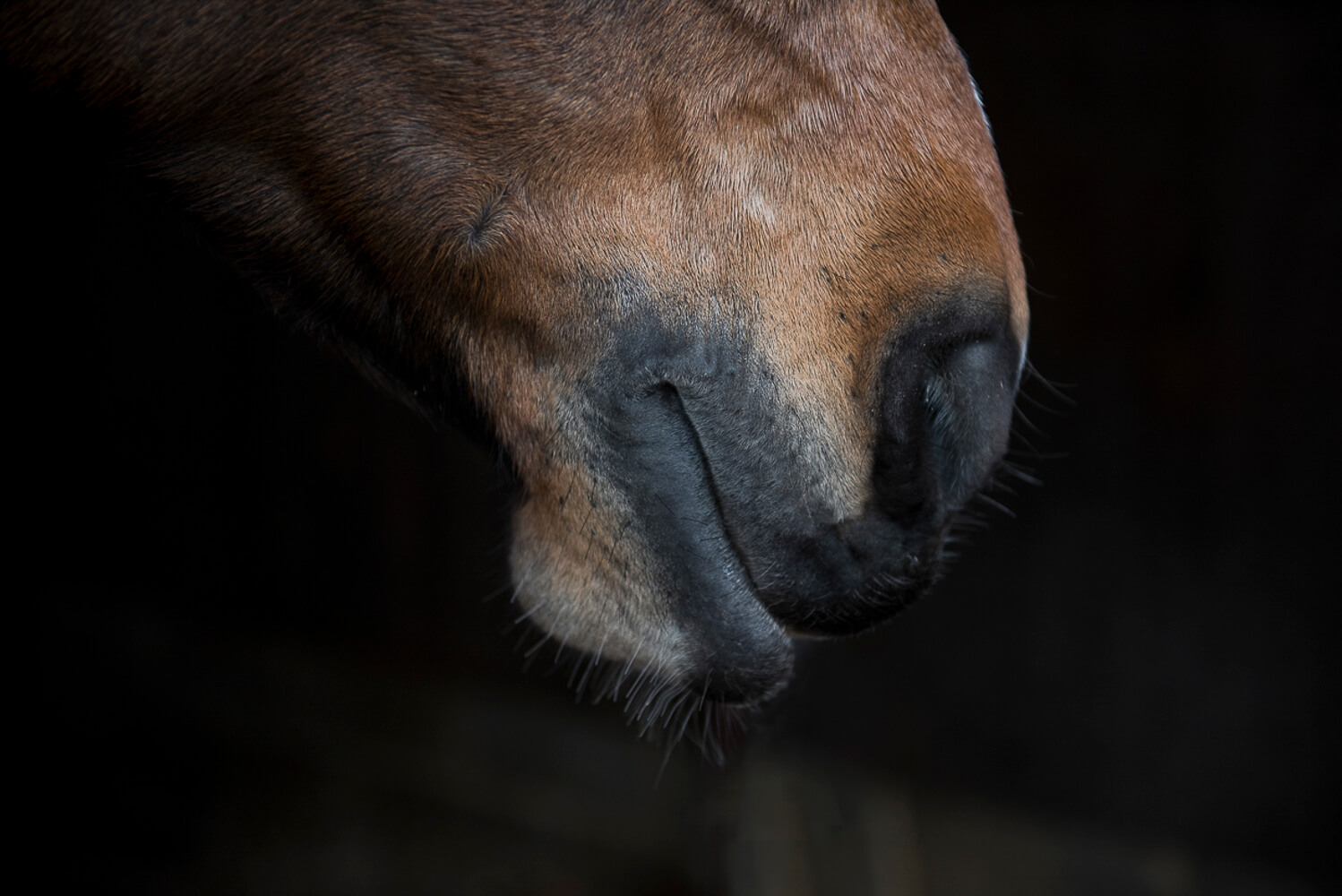 Animal Portraits: The Study of a Horse 6