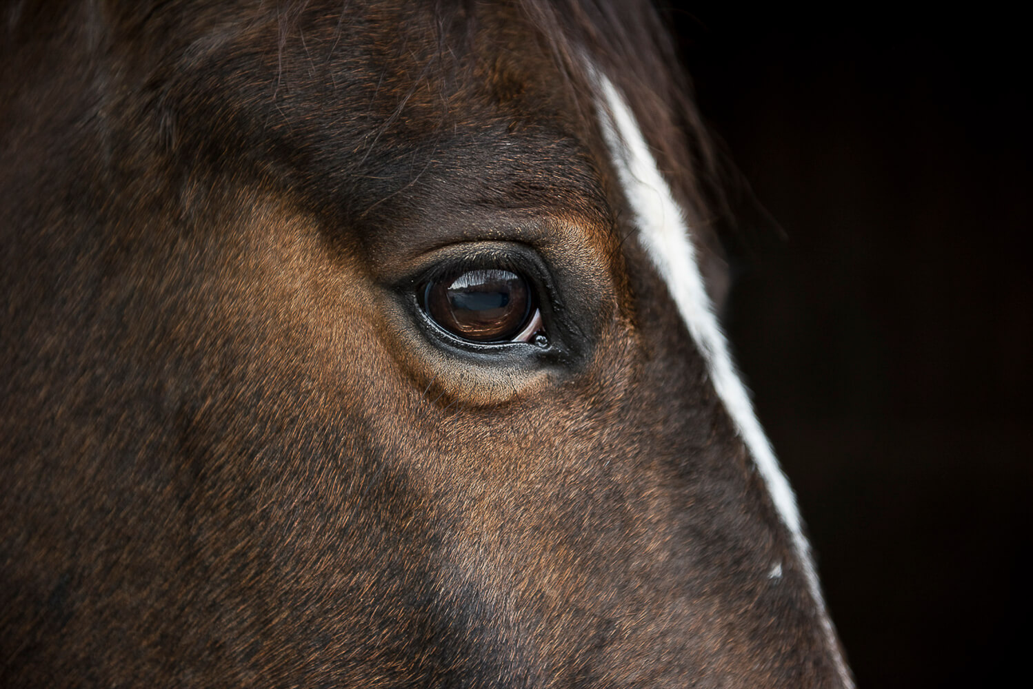 Animal Portraits: The Study of a Horse 7