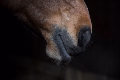 a horse's nose with a black background
