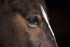 a horse's eye with a black background