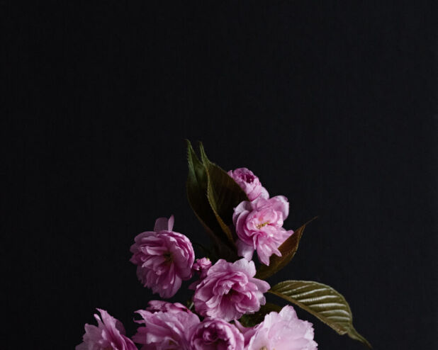 a vase with pink flowers on a black surface
